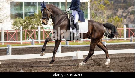 Dressage competition, horse riding in arena outdoors, show. Stock Photo