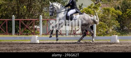 Dressage competition, horse riding in arena outdoors, Lusitano breed show. Stock Photo