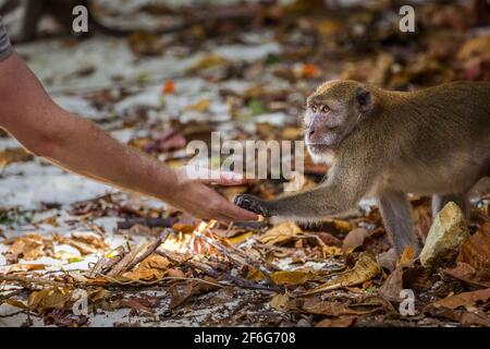 A close shot of a man feeding a monkey at the Monkey Beach in Phi Phi Islands, Phuket, Thailand Stock Photo