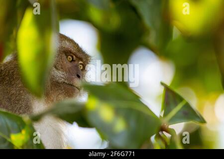 A close-up of a monkey on the tree top at the Monkey Beach in Phi Phi Islands, Phuket, Thailand. Stock Photo