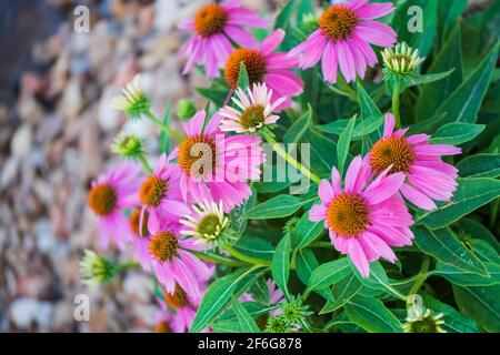 Pink echinacea, purple coneflower, 'PowWow', blooming in a flower garden during summer. Stock Photo