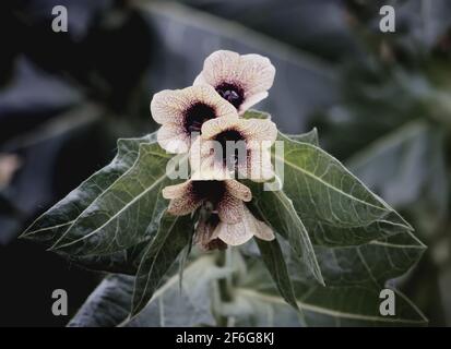Black Henbane Hyoscyamus niger flowers. Vintage toned image. Stock Photo