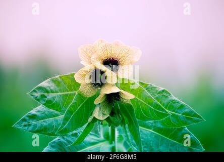 Black Henbane Hyoscyamus niger flowers. Vintage toned image. Stock Photo