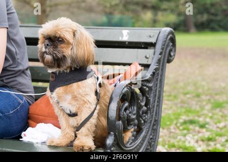 shih tzu sits on park bench next to her own Stock Photo