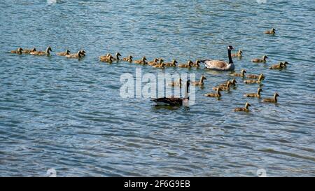 Parents Out Numbered: Two adult Canada geese take 33 well behaved chicks for a spring swim in a pond in an Ottawa park.