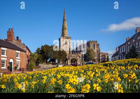 St Mary's Church at Astbury near Congleton  Cheshire England with the village green and daffodil's in flower in springtime  with blue sky Stock Photo