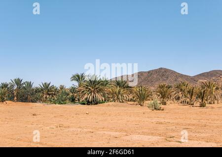 landscape of green palm trees growing in sahara desert Stock Photo