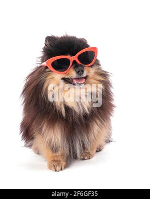 Portrait of an adorable Pomeranian bicolor with glasses on a white background Stock Photo