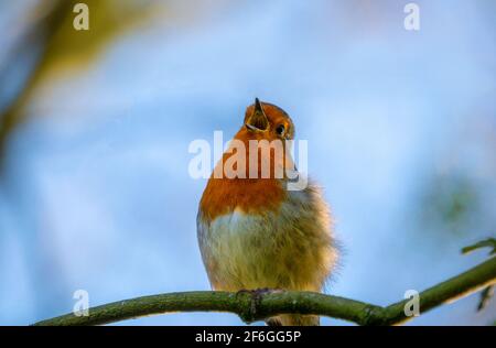 Beautiful Robin songbird singing on a tree branch against the blue sky Stock Photo