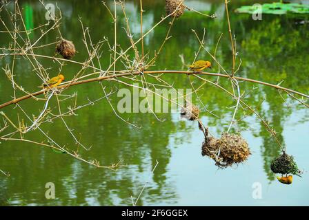 Two weaver birds sit on a branch over a pond, while another weaver bird finishes it's nest in Ghana West Africa. Stock Photo