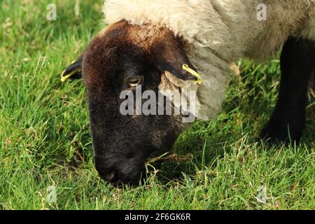 Close-up of suffolk breed ewe grazing on farmland in rural Ireland Stock Photo