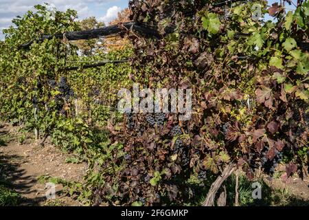 Grapes ripe and ready for harvest at Finger lakes Vineyard, Stock Photo
