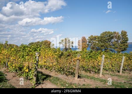 Rows of grapevines at scenic vineyard in Finger Lakes Region, New York Stock Photo