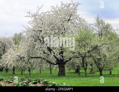 Blooming Apple Trees With White Blossoms On A Green Meadow Near Hofheim Germany During An Overcast Day Stock Photo