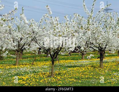 Blooming Apple Trees With White Blossoms On A Meadow Having Yellow Dandelions And White Daisies In Hesse Germany During A Sunny Day Stock Photo