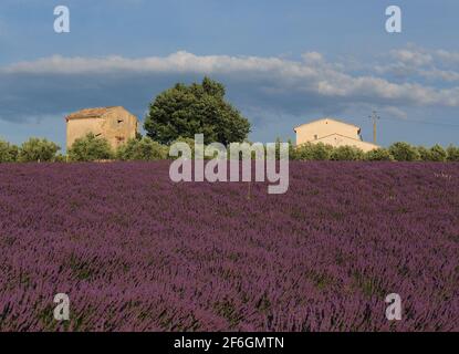 Two Cottages Within Vivid Violet Blooming Lavender Fields In Valensole France During A Sunny Day Stock Photo