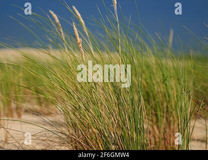 Maram Grass In The Dunes On The Beach Of Cap Ferret France During A Sunny Day Stock Photo