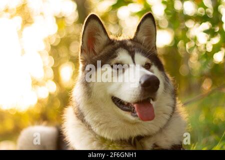 Beautiful young dog of breed Alaskan Malamute lying in the rays of the sun on a background of greenery and grass Stock Photo