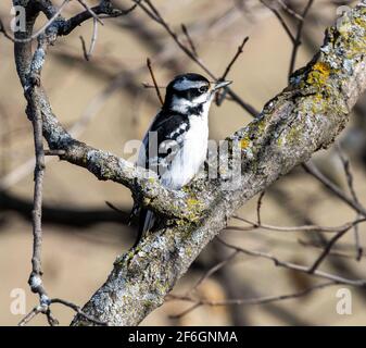 Female Downy Woodpecker Perched on Tree Branch Stock Photo