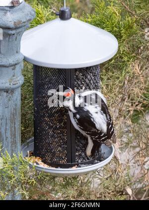 Male Downy Woodpecker Perched on Bird Feeder Eating Sunflower Seeds Stock Photo