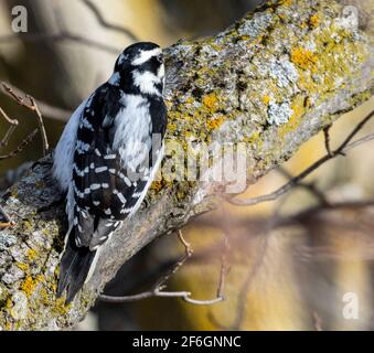 Female Downy Woodpecker Perched on Tree Branch Stock Photo