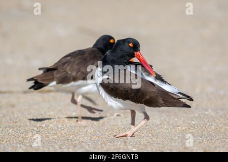 American Oystercatcher pair (Haematopus palliatus) walking on Sandy Hook, NJ, beach on sunny spring morning Stock Photo