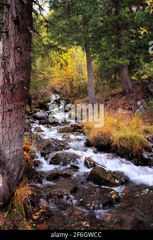 A stormy mountain stream cascades through the forest, skirting stones and pines. Boki river, Altai, Siberia, Russia.