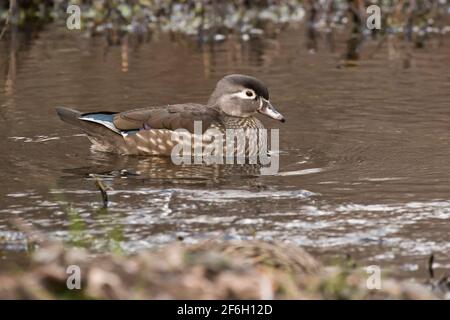 Adult Wood Duck (Aix sponsa) hen swimming in a creek, Long Island, New York Stock Photo