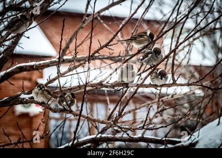 Sparrow on branches of bushes. Winter weekdays for sparrows. Stock Photo