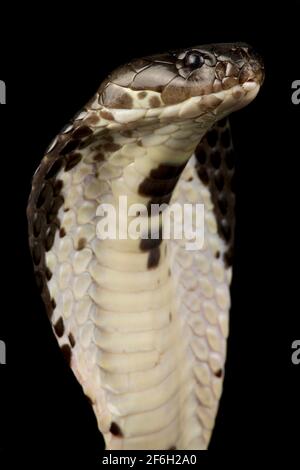 Indochinese Spitting Cobra, Siamese Cobra (Naja Siamensis), In The ...