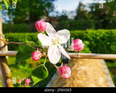 Apple blossom apple tree espalier fruit in spring in front of sky blue and tall trees garden park landscape blossoms pink white beauty buds flora Stock Photo