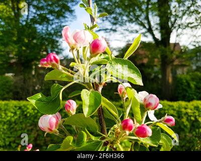 Apple blossom apple tree espalier fruit in spring in front of sky blue and tall trees garden park landscape blossoms pink white beauty buds floral Stock Photo