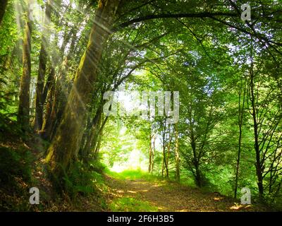 Forest path green jungle tunnel deciduous forest sunbeams shine in the dense damp forest summer sun wander mysterious romantic nature experience lonel Stock Photo