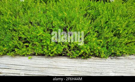 Hedge green dense bed wood beam template background easter plant planting beauty spring park garden heather parsley summer flora ornament design Stock Photo