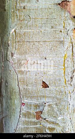 Background vintage weathered old wood board strip paint chipped open peeling off lines furrows cracks renovation renewal wall wooden cladding paneling Stock Photo