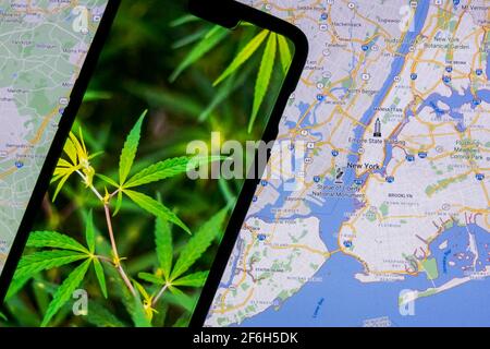 Marijuana Plant on a smartphone against the map of New York in the background. NY recently legalized the recreational use of marijuana. Stock Photo