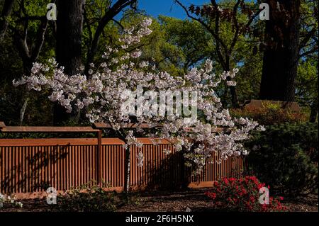 Cherry Blossoms in the Japanese Garden in Micke Grove Regional Park, Lodi, California Stock Photo