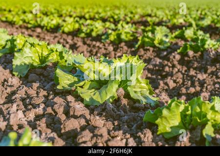 Young cabbage plants close up in a rows, sowing season in early spring. Agricultural field in Santa Barbara County, California Stock Photo
