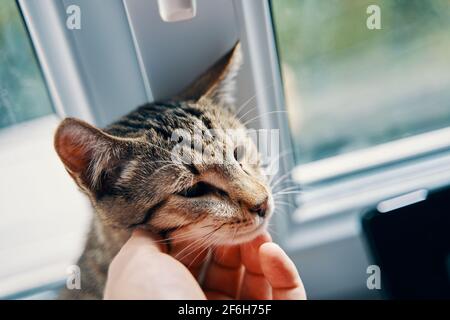 Hand of human stroking striped cat. Tabby pussycat sits on windowsill. Pet enjoys the care and affection. Sunny summer day outside window. Stock Photo