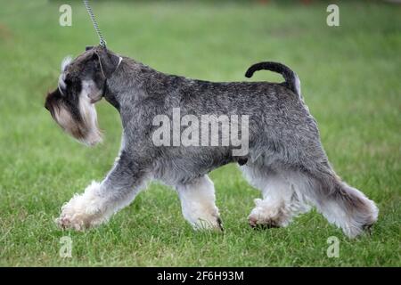 Schnauzer moving on grass Stock Photo