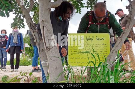 A group of Jewish and Arab Israelis place unofficial sign containing relevant information about the Palestinian village of al-Maghar which was destroyed in 1948 on whose ruins Mrar hills national park was built as they take part in educational tour commemorating Land Day organized by Zochrot organization on March 30, 2021 in Mrar Park, Israel. Zochrot Hebrew for 'Remembering'. is an Israeli organization which its aim is to bring awareness of the Palestinian Nakba ( The 1948 Palestinian exodus what Israel calls Independence Day ) and Palestinian refugees to the Israeli public. Stock Photo