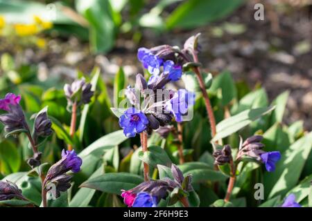 Pulmonaria angustifolia 'Blue Ensign' Stock Photo