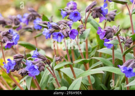 Pulmonaria angustifolia 'Blue Ensign' Stock Photo
