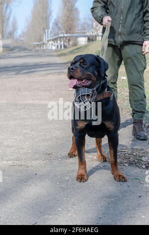 Soldier Rottweiler Rottweiler with muzzle and man in military uniform outside. Owner ...