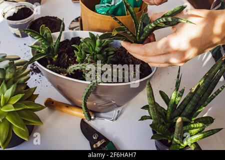 Woman's hands transplanting succulents in one pot on. Stock Photo
