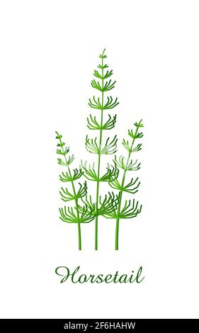 Horsetail plant, green grasses herbs and plants collection, realistic vector illustration Stock Vector