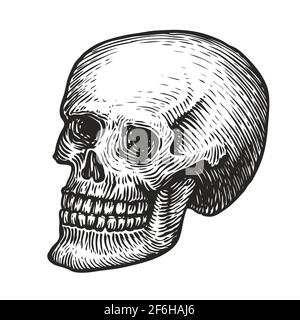 Human skull with a lower jaw. Hand drawn vector illustration in vintage engraving style Stock Vector