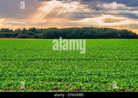 Agricultural Field under Blue Sky and Shining Sunlight Stock Photo