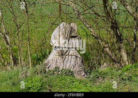 Sawed-off tree stump, sculpture in the shape of a house, with some offshoots. Willow, spring, March, the Netherlands. Stock Photo