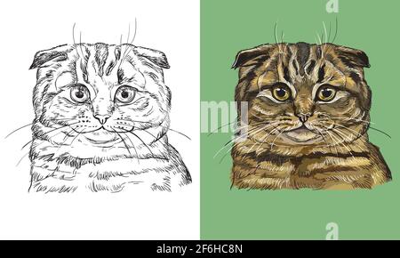 Hand drawn head of Scottish Fold cat. Vector black and white and colorful isolated illustration of horse. For decoration, coloring book, design, print Stock Vector